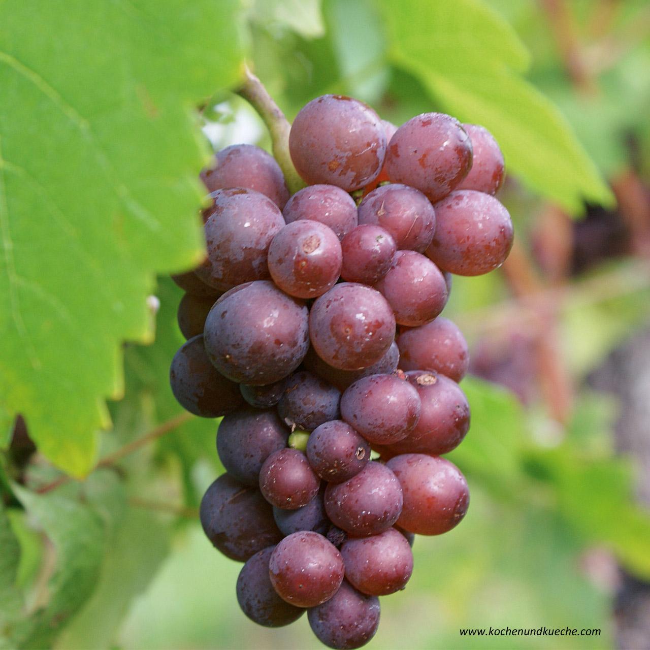 Steirischer Wein » herzhafte Gerichte &amp; Speisen